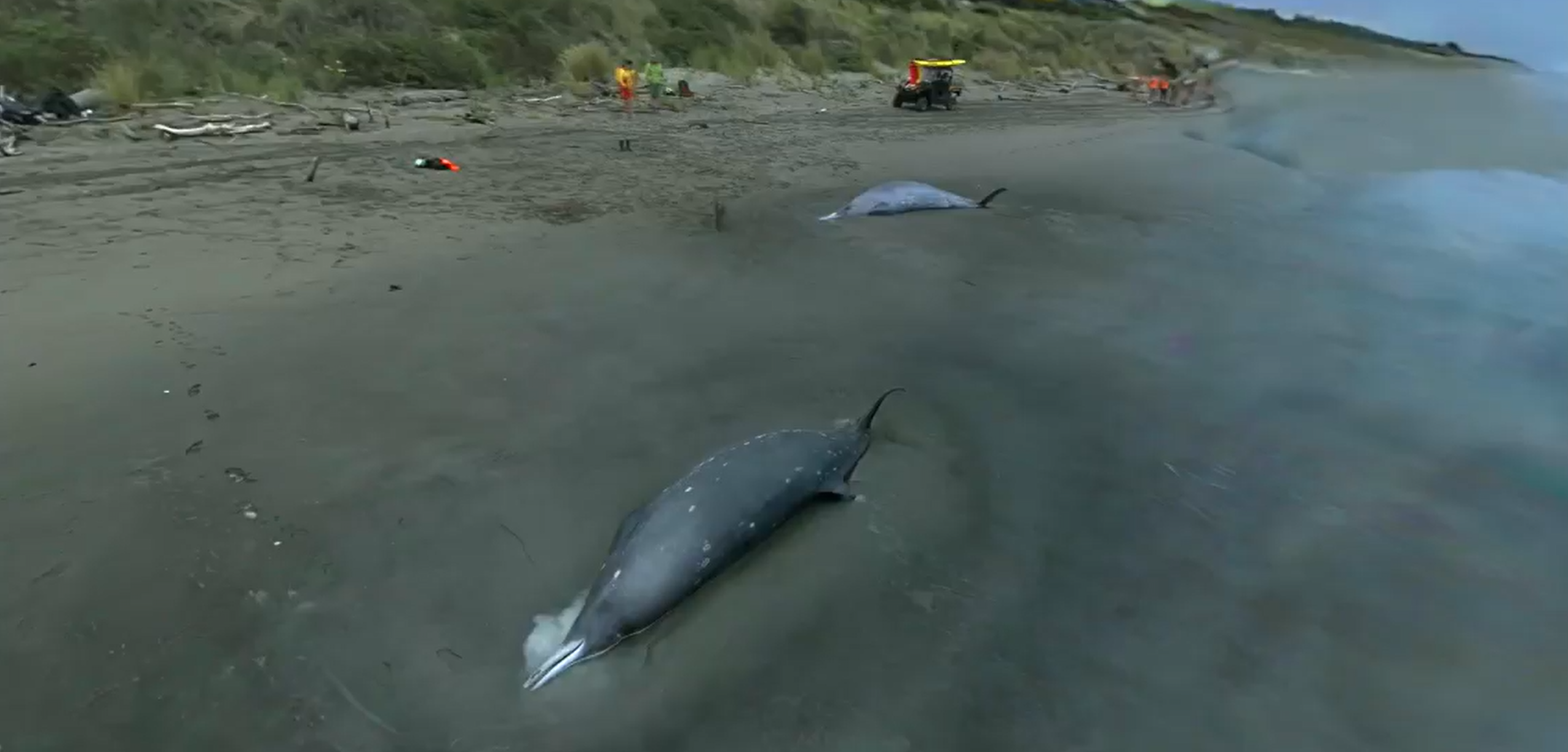 3D Scanning Technology for Whale Stranding Research