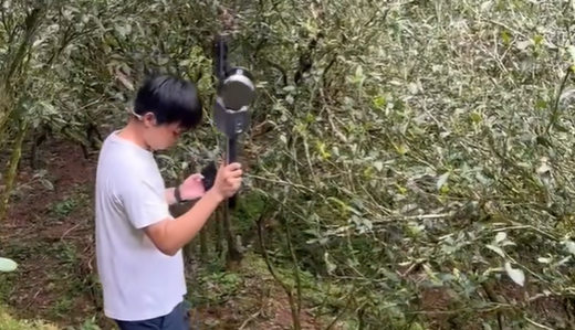 基于3DGS建模技术生成的武夷山百年老枞茶林沉浸式三维场景体验